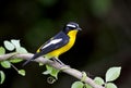 Yellow-rumped Flycatcher Ficedula zanthopygia Royalty Free Stock Photo