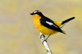 Yellow-rumped flycatcher (Ficedula zanthopygia) the beautiful ye Royalty Free Stock Photo