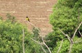 Yellow-rumped marshbird bird