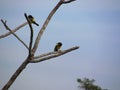 Yellow-rumped marshbird bird