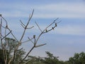 Yellow-rumped marshbird bird