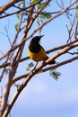 Yellow-rumped Marshbird