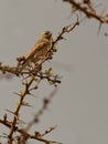 Yellow-rumped Seedeater Royalty Free Stock Photo