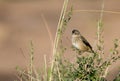 Yellow-rumped seedeater Royalty Free Stock Photo