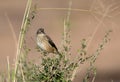 Yellow-rumped seedeater Royalty Free Stock Photo