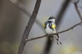 Yellow-rumped Warbler