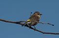 Yellow-rumped Warbler