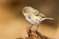 Yellow Rumped Warbler