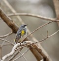 Yellow-rumped Warbler