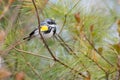 Yellow-Rumped Warbler at Ashbridges Bay Park, Toronto Royalty Free Stock Photo