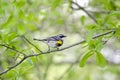 Yellow-rumped Warbler bird, Athens Georgia USA Royalty Free Stock Photo