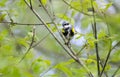 Yellow-rumped Warbler bird, Athens Georgia USA Royalty Free Stock Photo