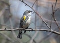 Yellow-rumped Warbler bird Dendroica coronata, Canada