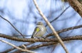 Yellow Rumped Warbler Bird
