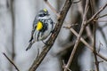 Yellow Rumped Warbler Bird on Tree Branch