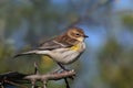 Yellow-rumped Warbler (Dendroica coronata) Royalty Free Stock Photo