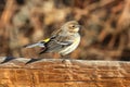 Yellow-rumped Warbler (Dendroica coronata) Royalty Free Stock Photo