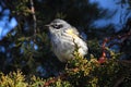 Yellow-rumped Warbler (Dendroica coronata) Royalty Free Stock Photo
