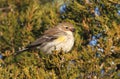 Yellow-rumped Warbler (Dendroica coronata) Royalty Free Stock Photo