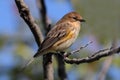 Yellow-rumped Warbler (Dendroica coronata) Royalty Free Stock Photo
