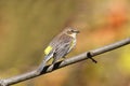 Yellow-rumped Warbler (Dendroica coronata) Royalty Free Stock Photo