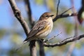Yellow-rumped Warbler Dendroica coronata Royalty Free Stock Photo