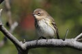 Yellow-rumped Warbler Dendroica coronata Royalty Free Stock Photo