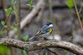 Yellow-rumped warbler in dense brushy habitat