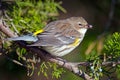 Yellow-rumped Warbler