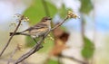 Yellow-rumped warbler female young