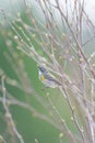 Yellow-rumped warbler in the Fish Lake Wildlife Area in Northern Wisconsin - during spring bird migrations with buds and young lea Royalty Free Stock Photo