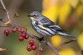 Yellow-rumped Warbler (North and Central America) (Generative AI)