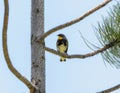 Yellow-rumped Warbler (Setophaga coronata) perched on a pine branch in a sunny forest setting during springtime Royalty Free Stock Photo