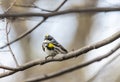 Yellow-rumped warbler (Setophaga coronata) Royalty Free Stock Photo