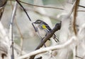 Yellow Rumped Warbler bird perched, Georgia USA