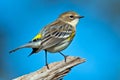 Yellow-rumped Warbler