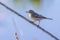 Yellow-Rumped Warbler