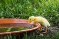 yellow running duck bends over a water bowl Royalty Free Stock Photo