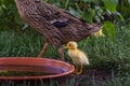 yellow running duck stands at a water bowl Royalty Free Stock Photo