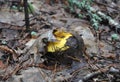 Yellow Russula vesca, known by the common names of bare-toothed Russula or the flirt. mushroom forest wallpaper. Mushroom Royalty Free Stock Photo