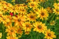 Yellow and Rust Colored center Black-Eyed Susan`s in a Flower Garden