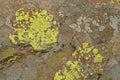 YELLOW AND RUST LICHEN GROWTH ON ROCKS