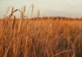 Yellow rye or wheat spikes on a field, autumn harvest Royalty Free Stock Photo