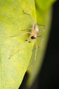 Yellow sac spider, Cheiracanthium mildei, Satara, Maharashtra Royalty Free Stock Photo