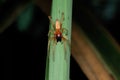Yellow sack spider, Cheiracanthium punctorium, Satara, Maharashtra Royalty Free Stock Photo