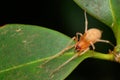 Yellow sack spider, Cheiracanthium sp, Amba, Kolhapur, Maharashtra, India