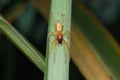Yellow Sack Spider in Satara Royalty Free Stock Photo