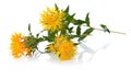 Yellow Safflower isolated on white background Royalty Free Stock Photo