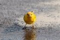 Yellow Saffron Finch in Hawaii, standing on ground, facing directly into the camera.