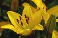 Yellow Saffron lily or Fire lily Lilium bulbiferum in summer garden